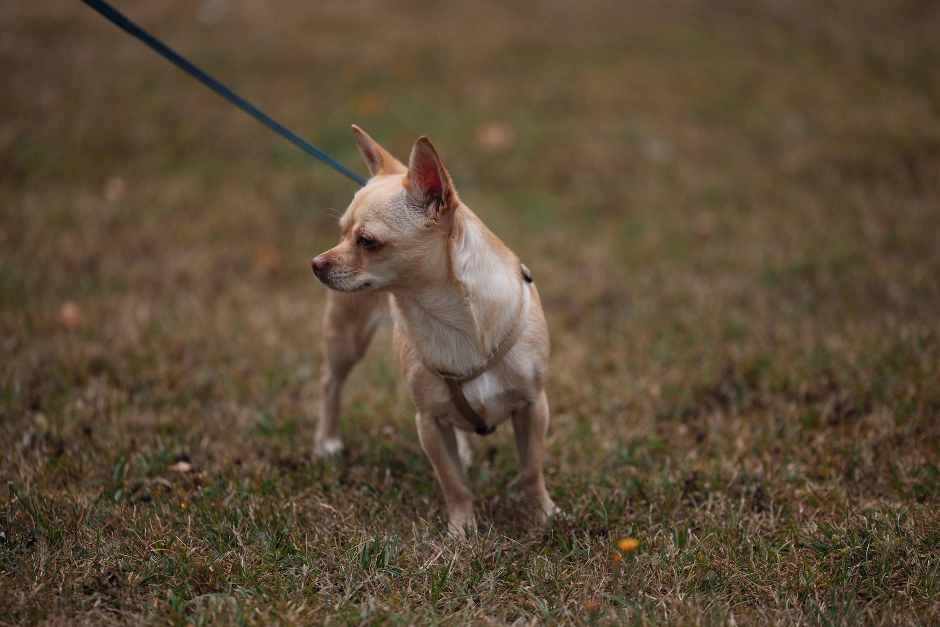 Chihuahua na smyczy spaceruje na zewnątrz
