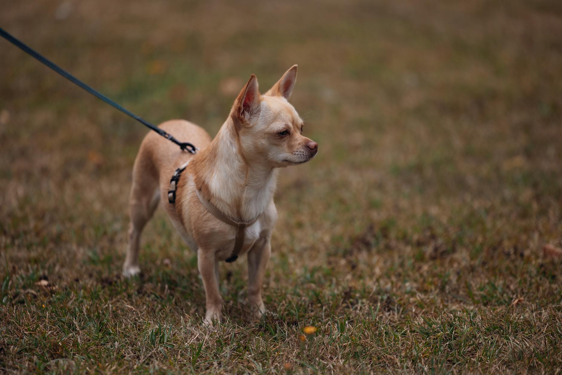 Chihuahua na smyczy stoi na trawie podczas dziennego spaceru