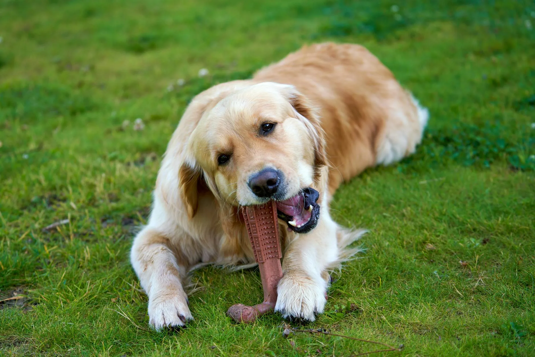 Pies a prąd: jak zabezpieczyć kable i listwy w mieszkaniu? Golden retriever bawiący się zabawką na zielonym trawniku przed domem