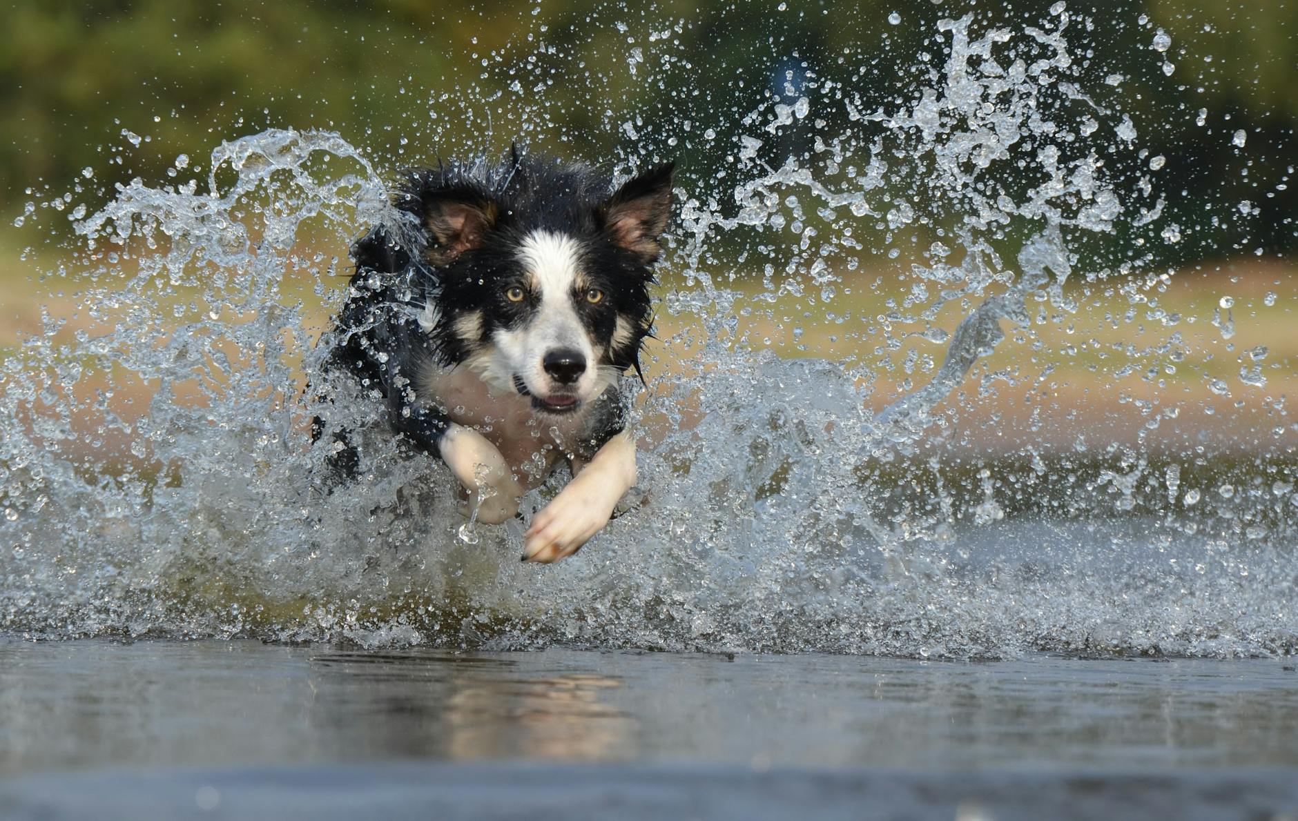 Border collie radośnie biegnie przez wodę podczas aktywnej zabawy