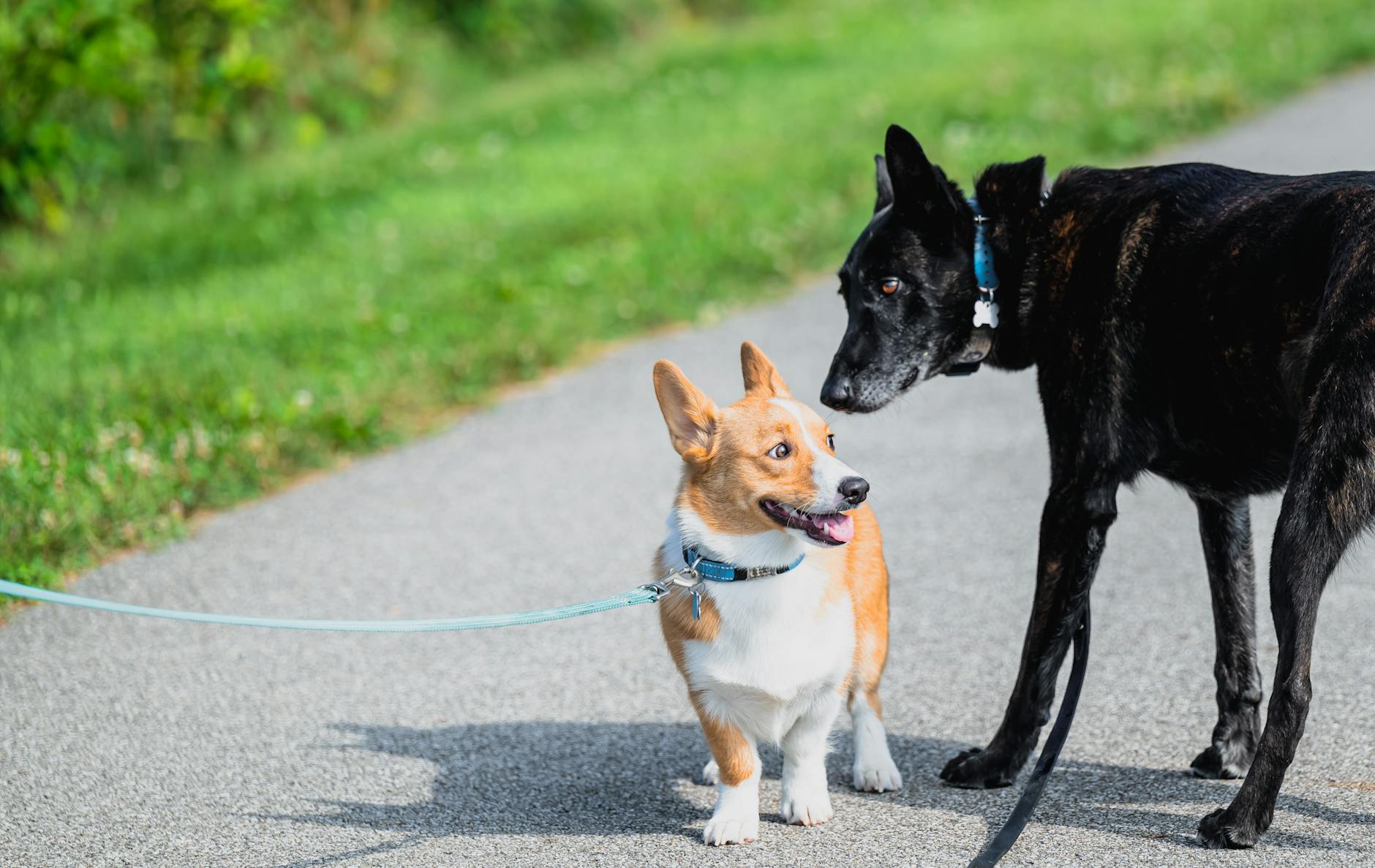 Corgi i czarny pies mijają się na słonecznej alejce podczas spaceru