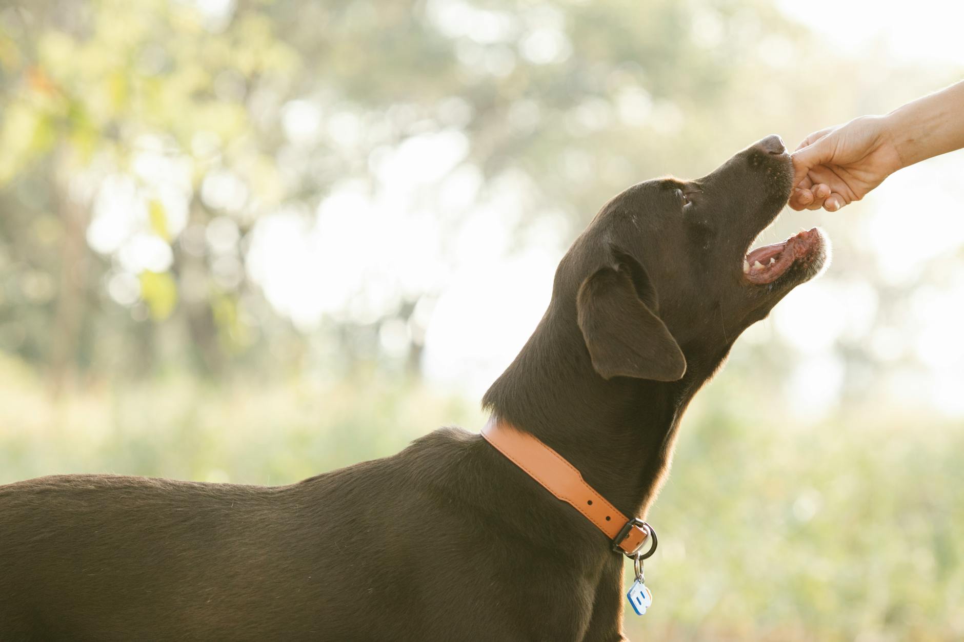 Labrador otrzymuje zdrowy przysmak od opiekuna na zielonej łące