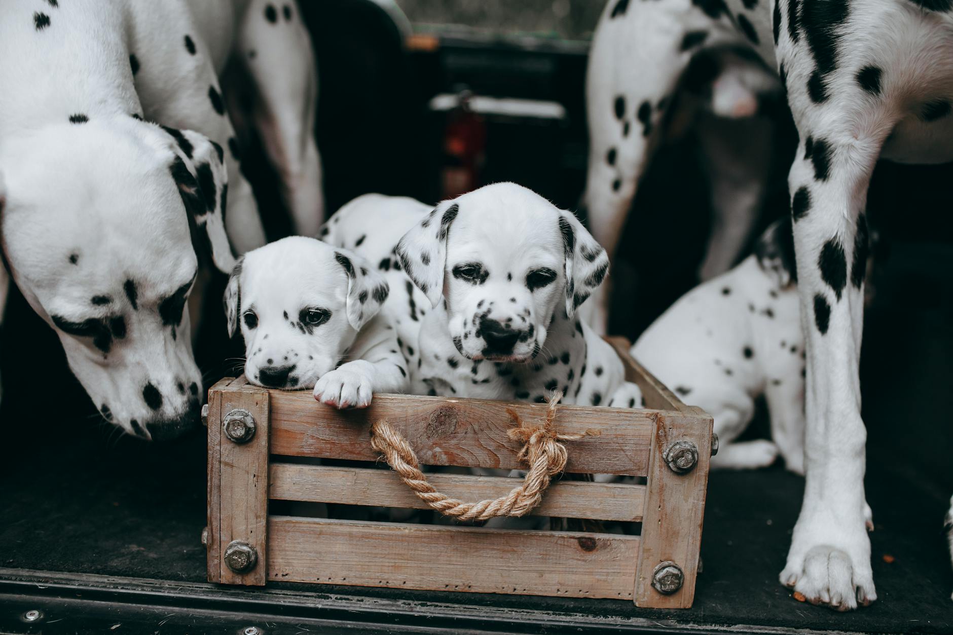 Szczeniaki dalmatyńczyka bawiące się w drewnianej skrzyni