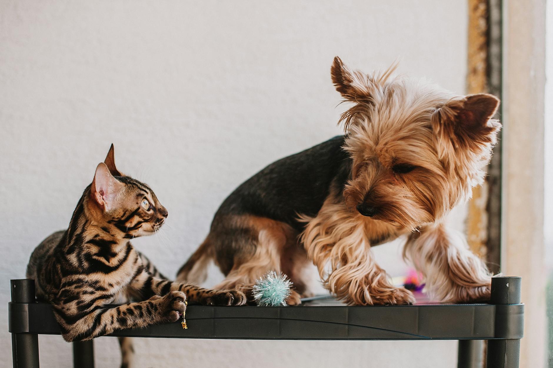 Pies dla rodziny z kotem: rasy i wskazówki na spokojne zapoznanie Yorkshire terrier bawi się z kotem bengalskim na czarnym stole w domu