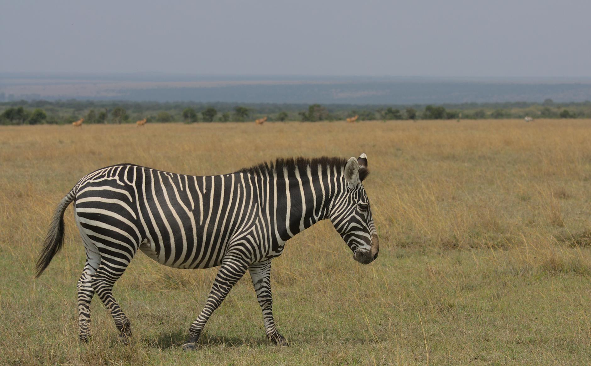 Zebra spacerująca po sawannie w Nanyuki w Kenii