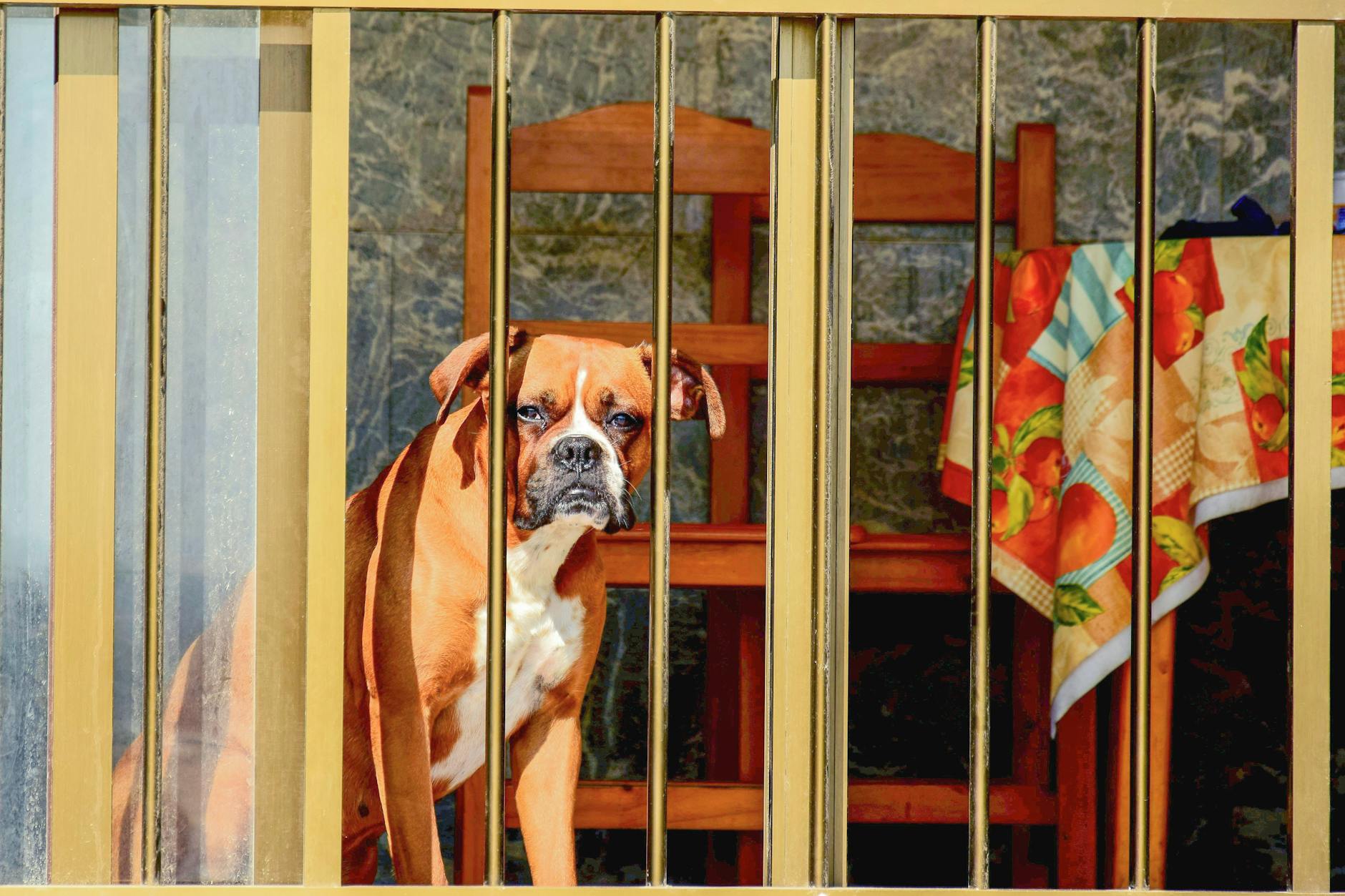 Bokser za złotą bramką w domu, patrzący przez barierkę