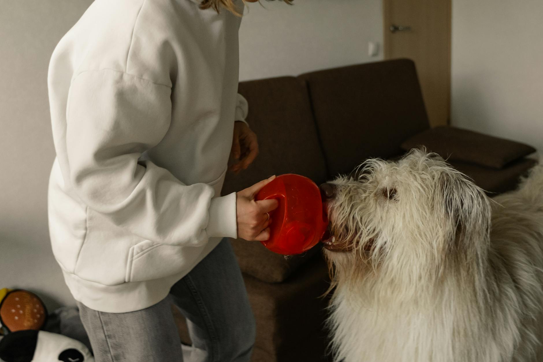 Kobieta karmi w domu białego psa z czerwonej miski