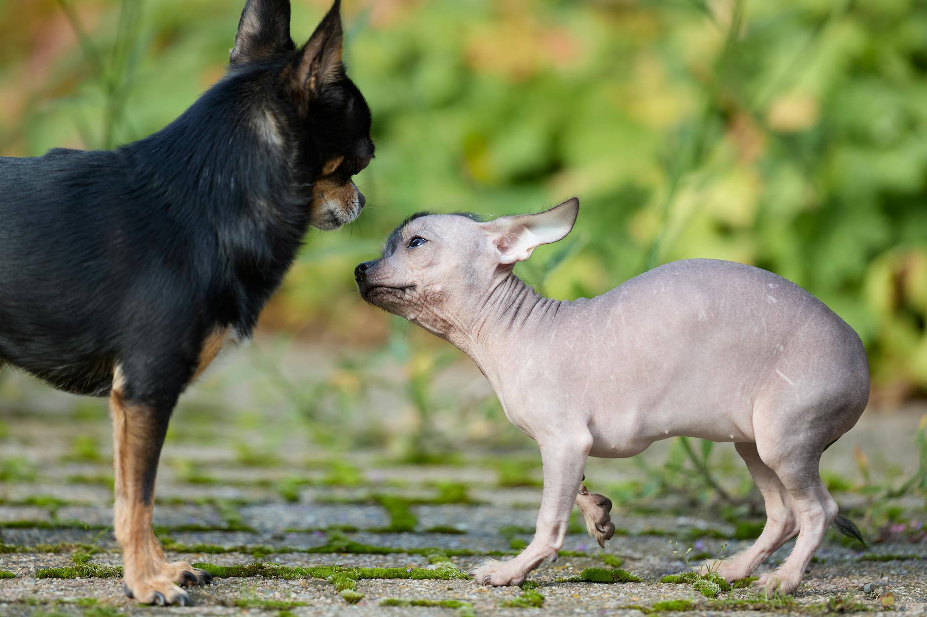 Szczeniak chihuahua spotyka szczeniaka xoloitzcuintli na leśnej ścieżce