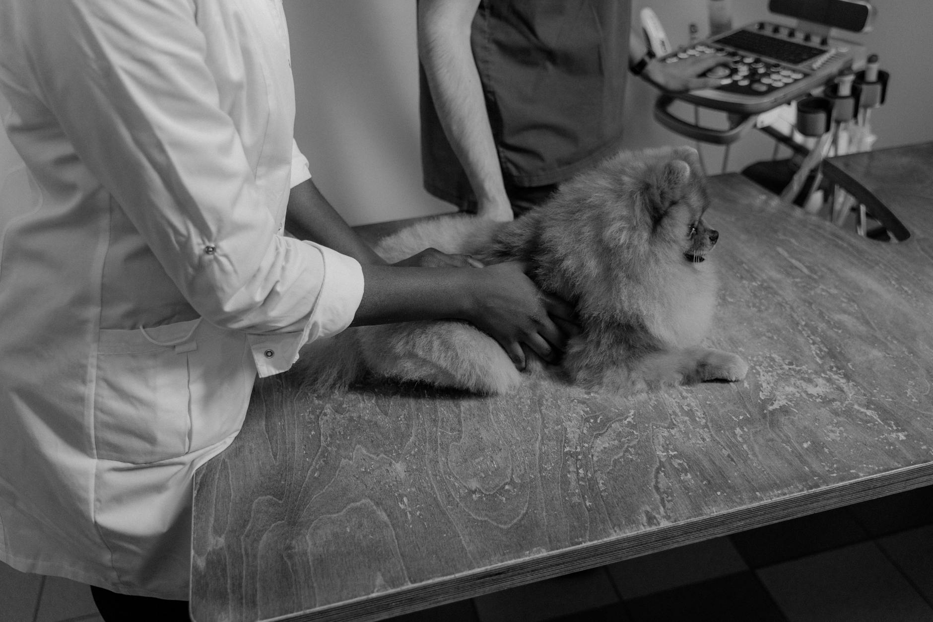 Szczeniak pomeranian na badaniu u dwóch weterynarzy, zdjęcie czarno-białe