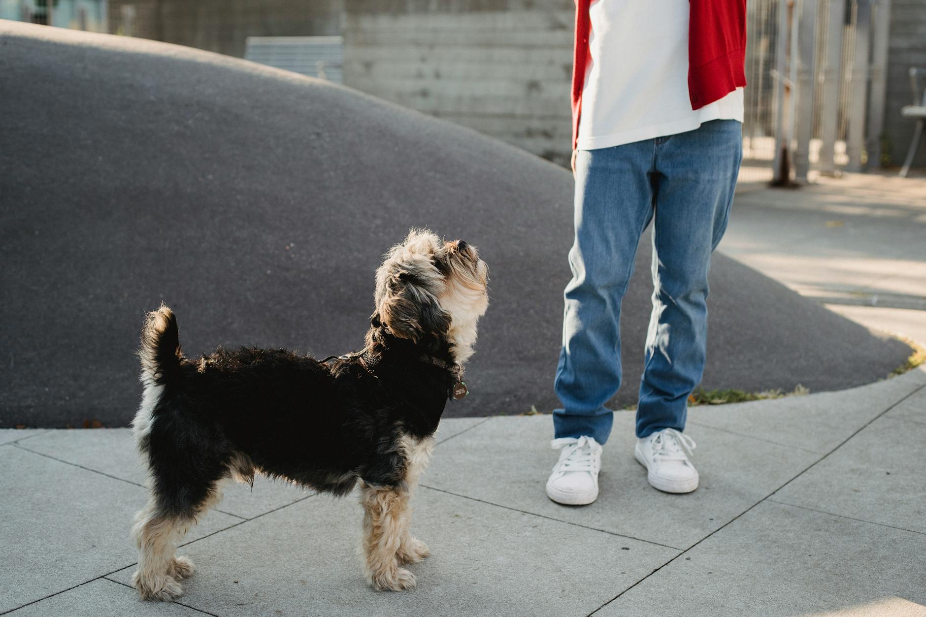Chłopiec stojący przy małym psie rasy yorkshire terrier na chodniku