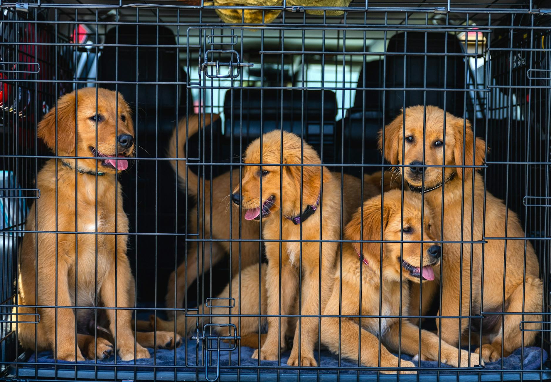 Cztery szczeniaki golden retriever w klatce w samochodzie