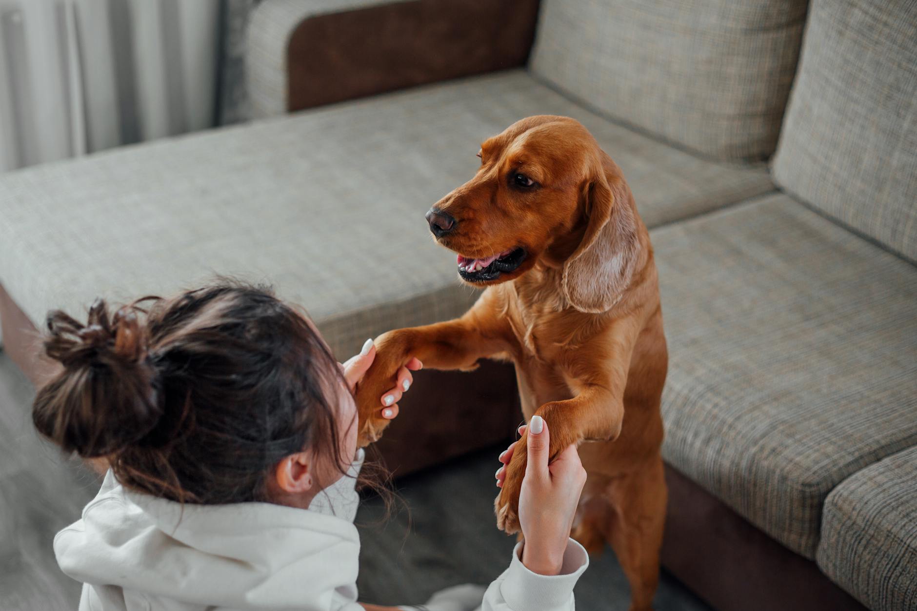Kobieta siedzi na podłodze w salonie i trzyma łapy brązowego labradora