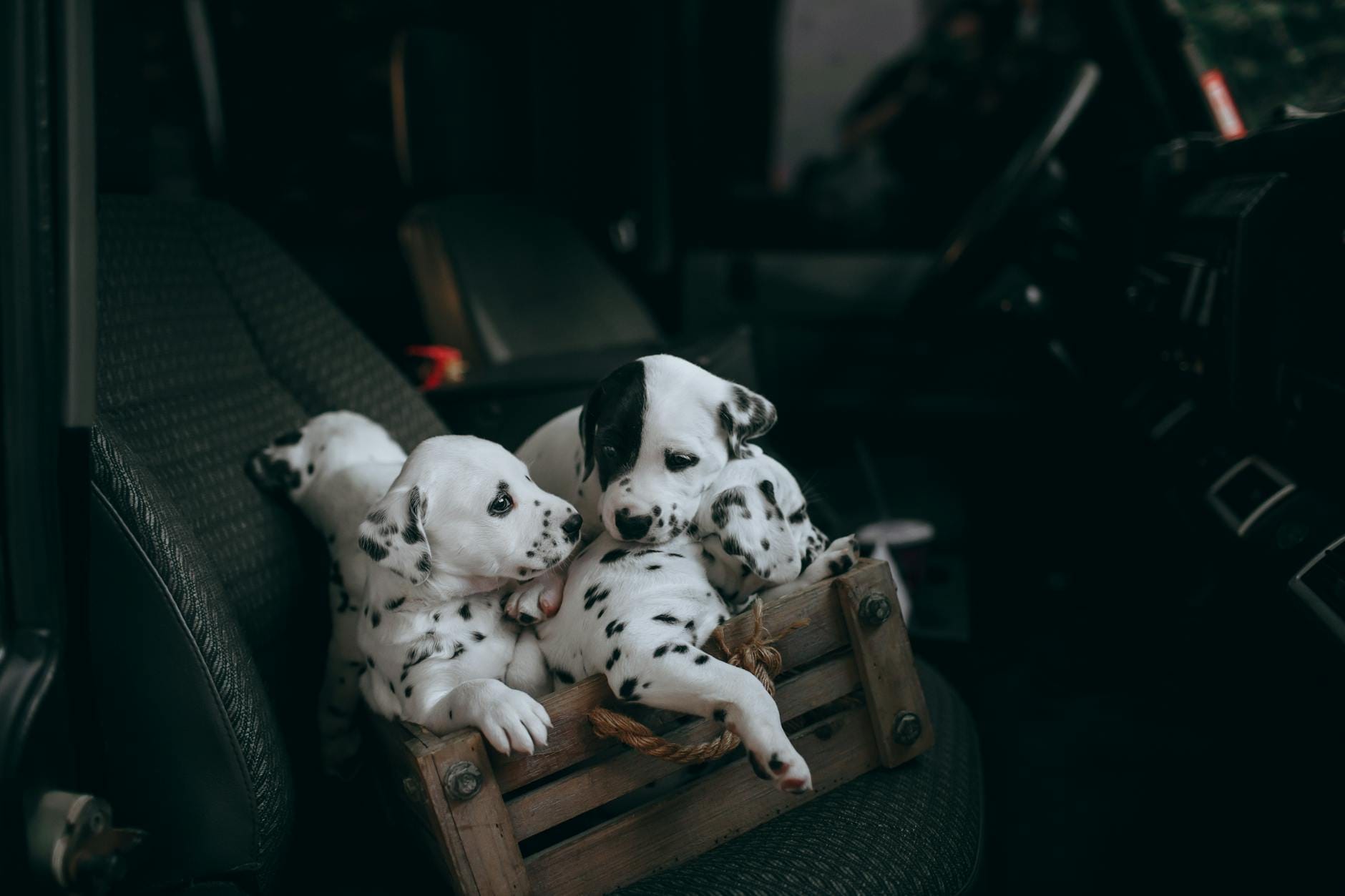 Trzy szczeniaki dalmatyńczyka siedzące w drewnianej skrzyni w aucie
