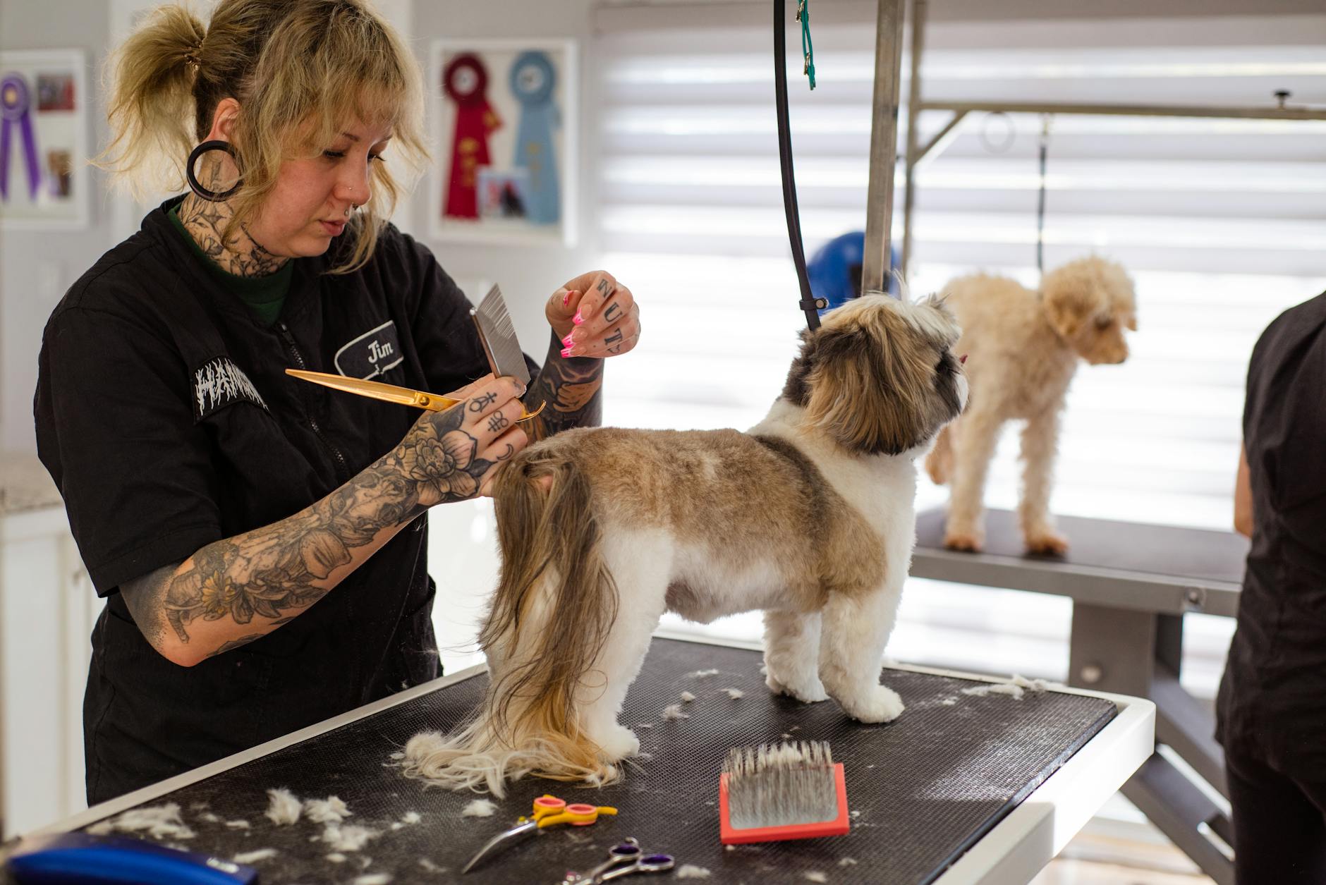 Groomer pielęgnuje psa rasy shih tzu, obok czeka drugi pies