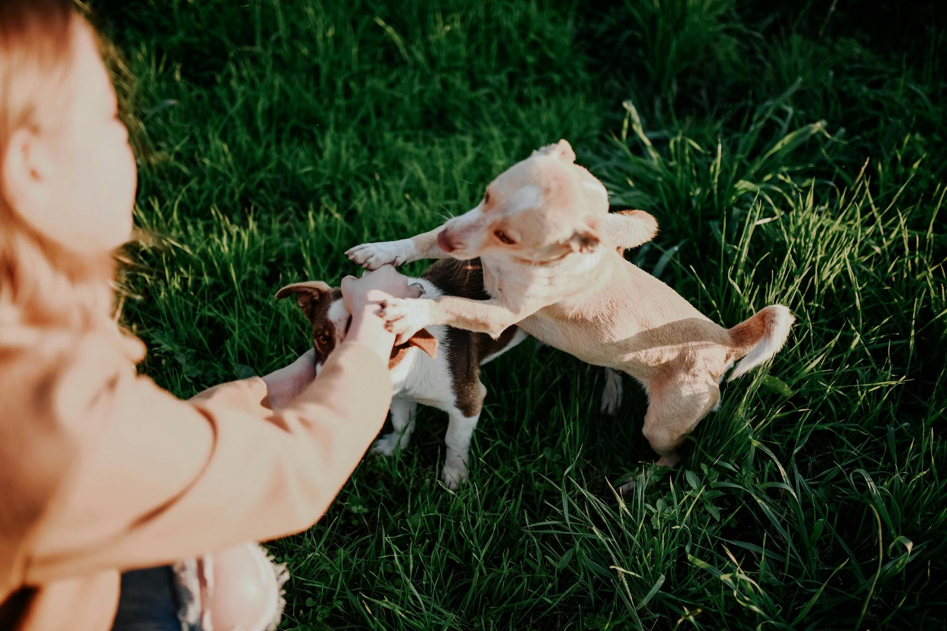 Kobieta bawi się z dwoma psami na zielonej, nasłonecznionej łące Kobieta bawi się z dwoma psami na zielonej, nasłonecznionej łące