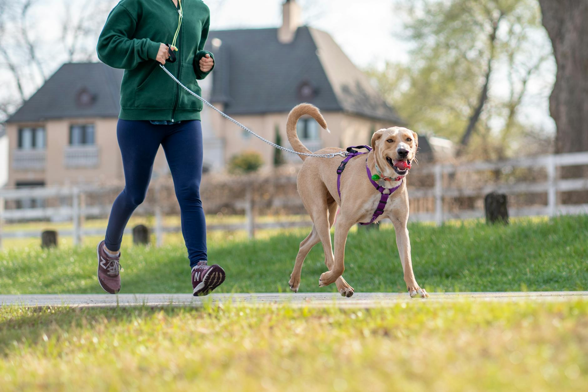 Kobieta biegnie w słoneczny dzień z radosnym labradorem na smyczy