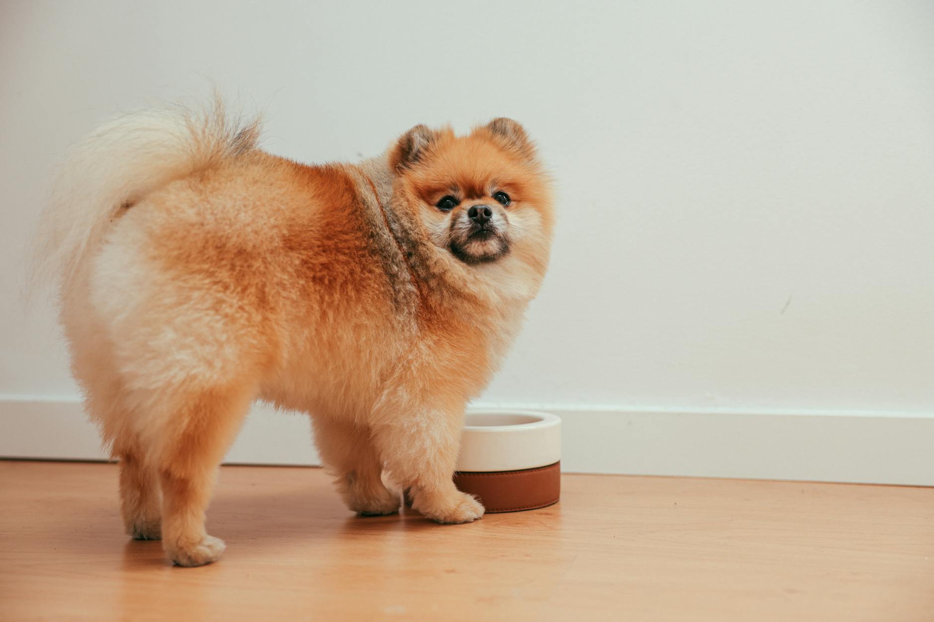 Szczeniak pomeraniana przy misce na podłodze w domu