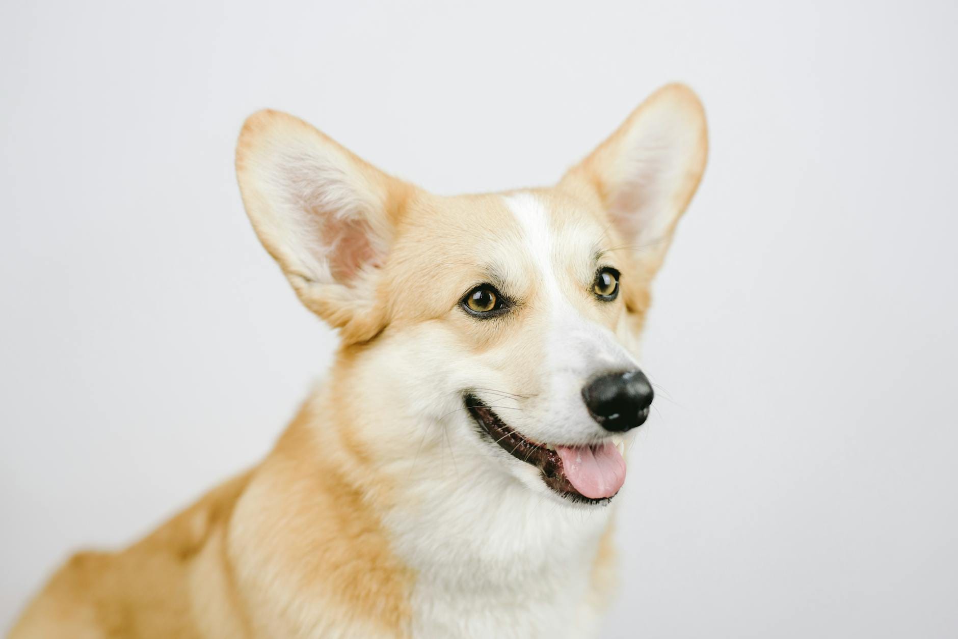 Uśmiechnięty pies rasy corgi w studio, z dobrze widocznymi uszami