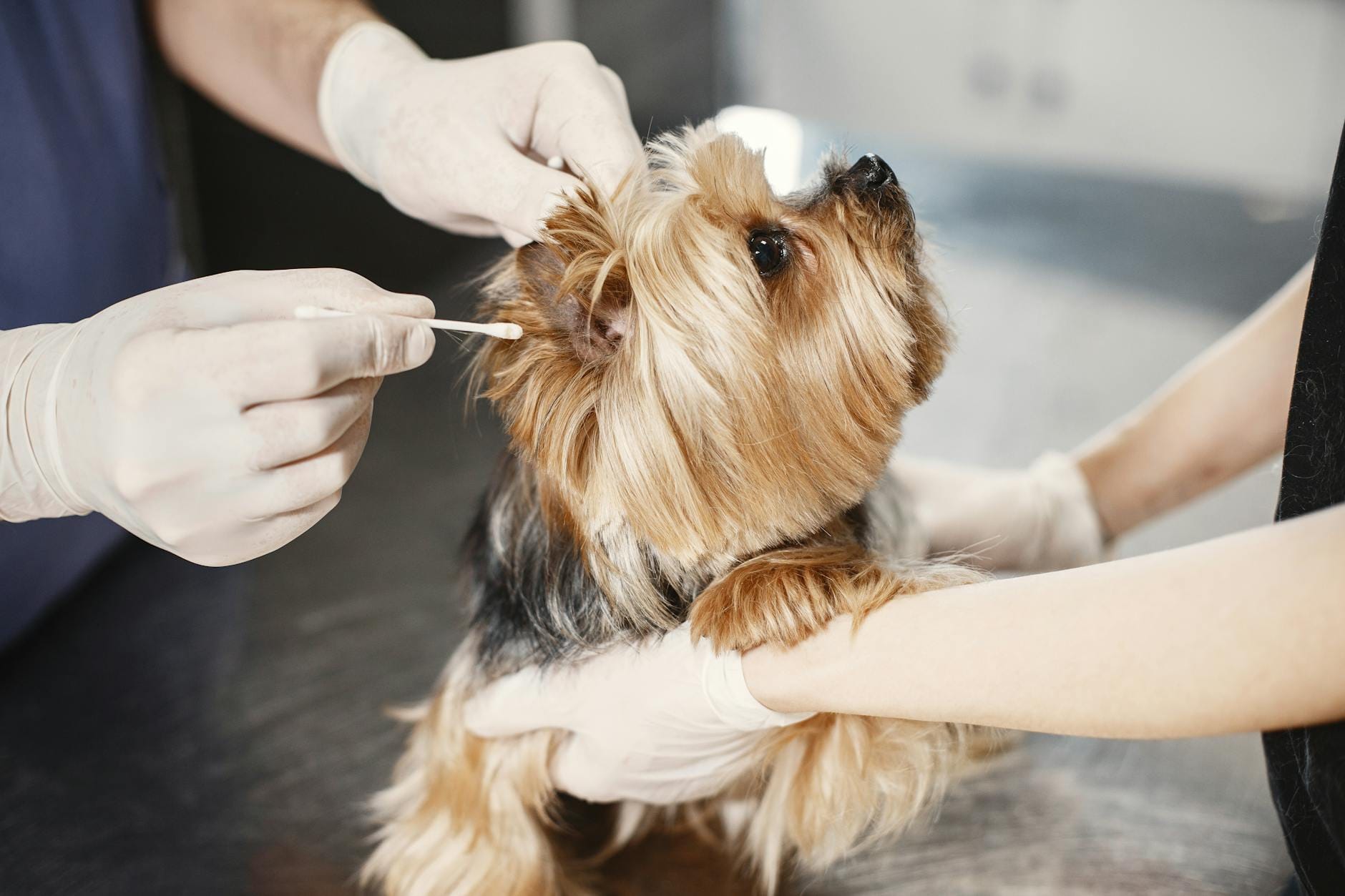 Weterynarz czyści ucho psa rasy yorkshire terrier w gabinecie Weterynarz czyści ucho psa rasy yorkshire terrier w gabinecie