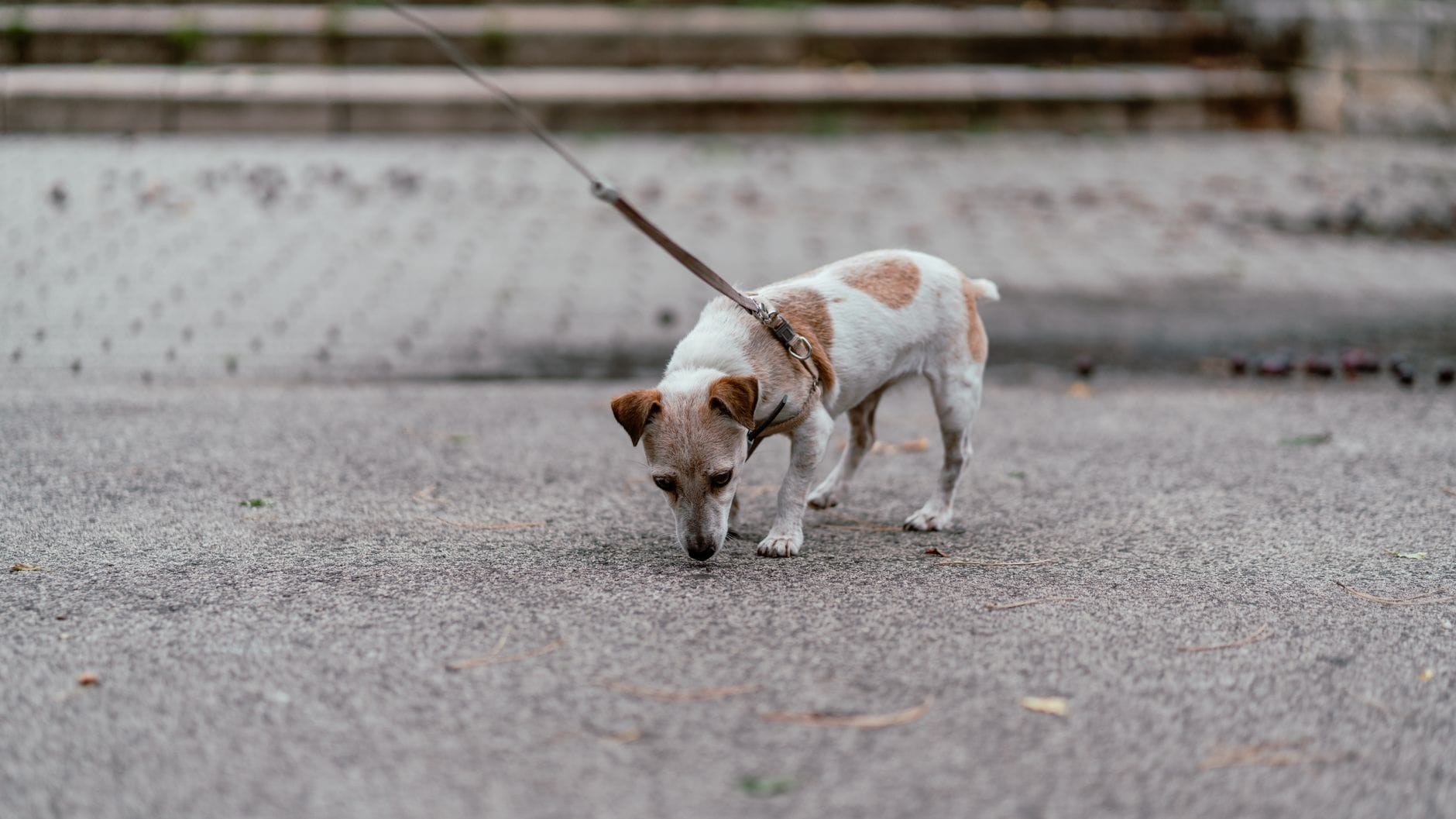Jack Russell na smyczy zatrzymuje się na miejskim chodniku