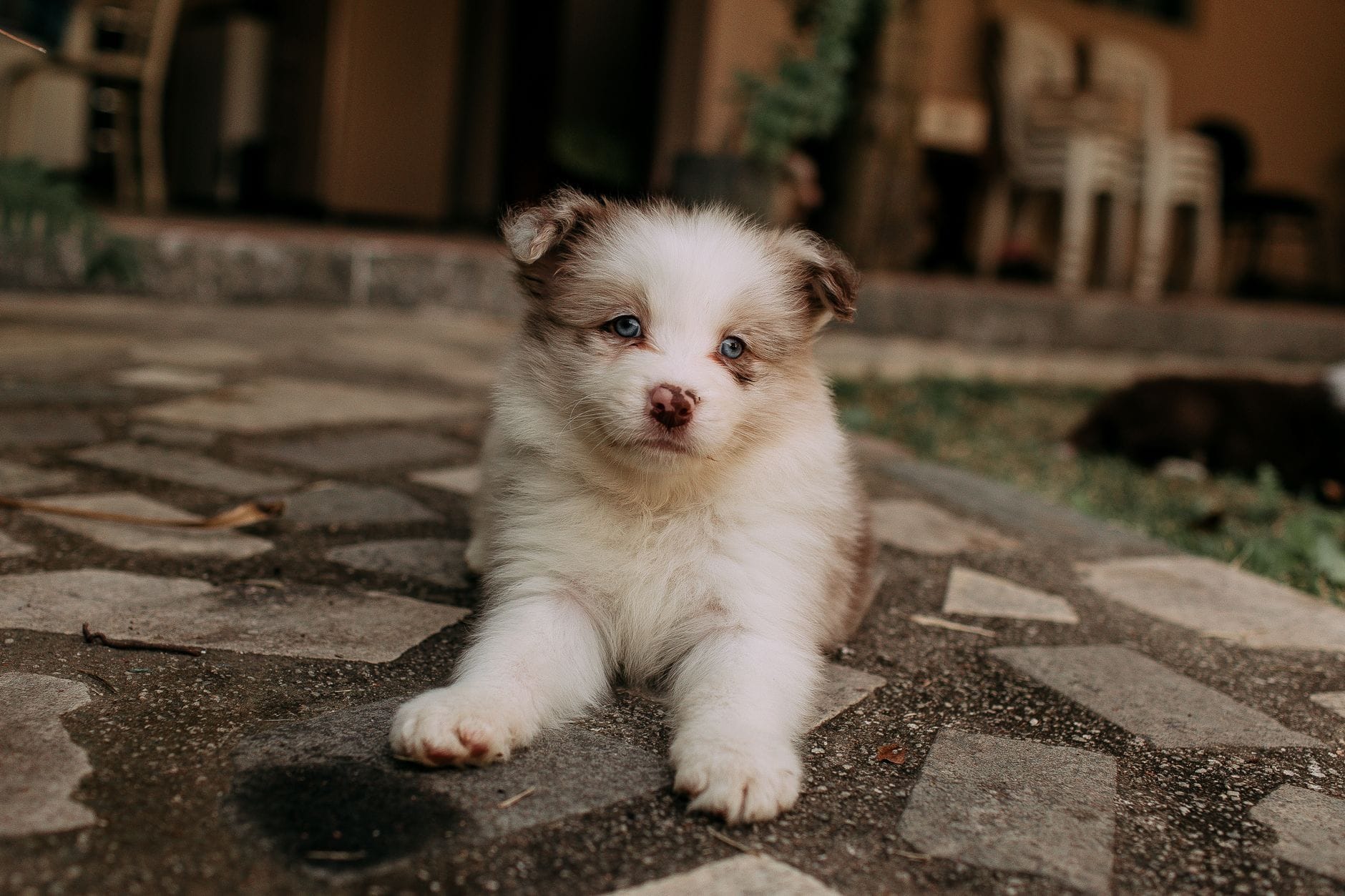 Puszysty szczeniak o niebieskich oczach leży na kamiennym tarasie Puszysty szczeniak o niebieskich oczach leży na kamiennym tarasie