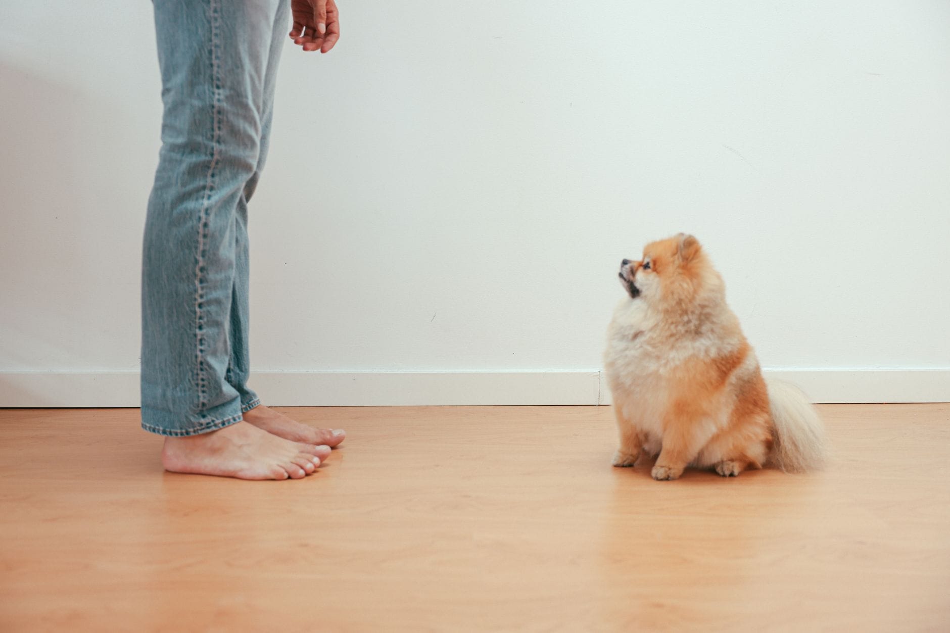 Szczeniak pomeranian siedzi na podłodze i patrzy na stojącego mężczyznę