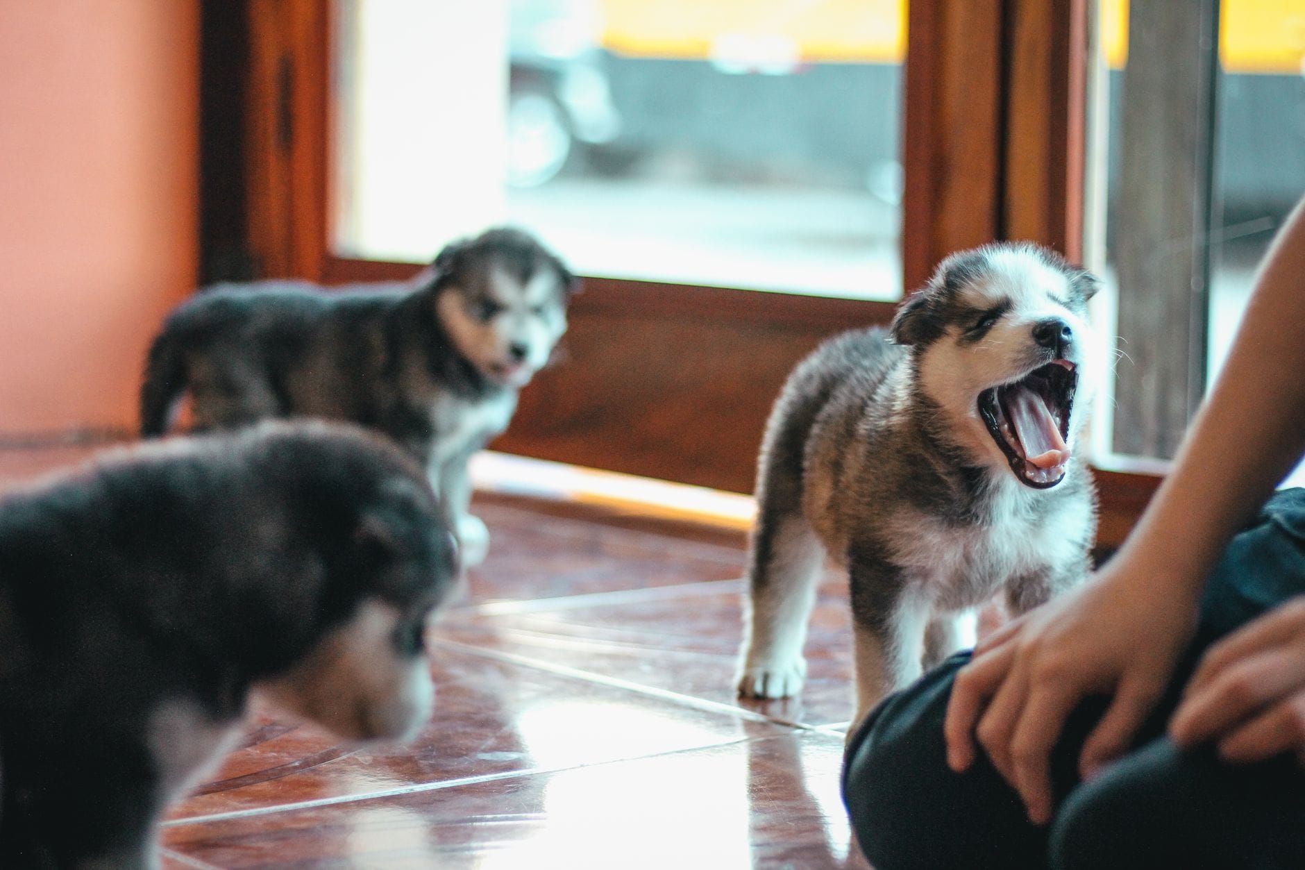 Trzy szczeniaki husky bawią się na podłodze w domu obok opiekuna