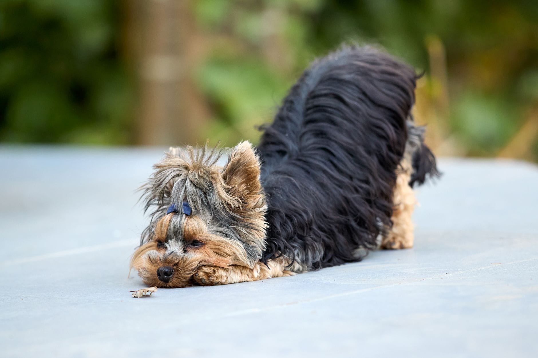 Yorkshire terrier z puszystą sierścią odpoczywa na słońcu na dworze