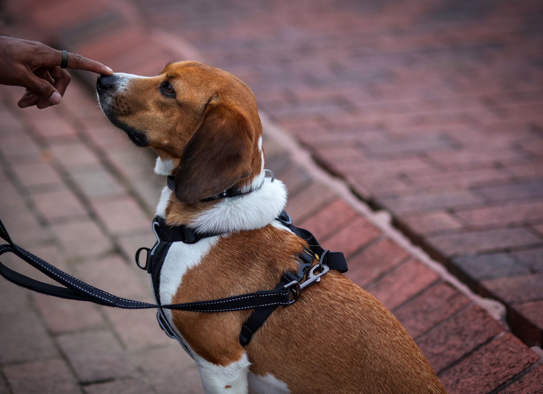 Beagle na smyczy podczas treningu na brukowanym chodniku