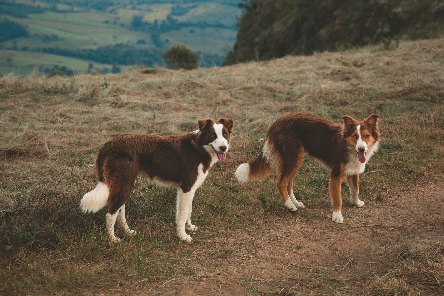 Dwa Border Collie na trawiastym wzgórzu z widokiem na góry
