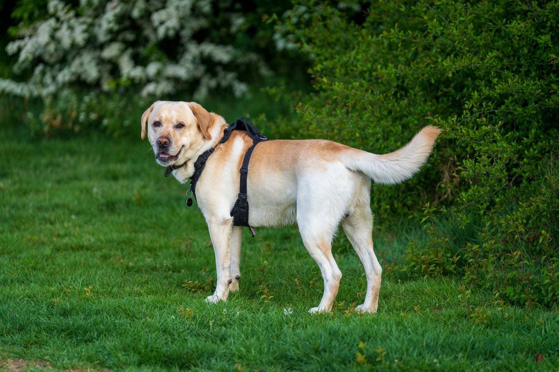Labrador w szelkach stoi na zielonej trawie w parku