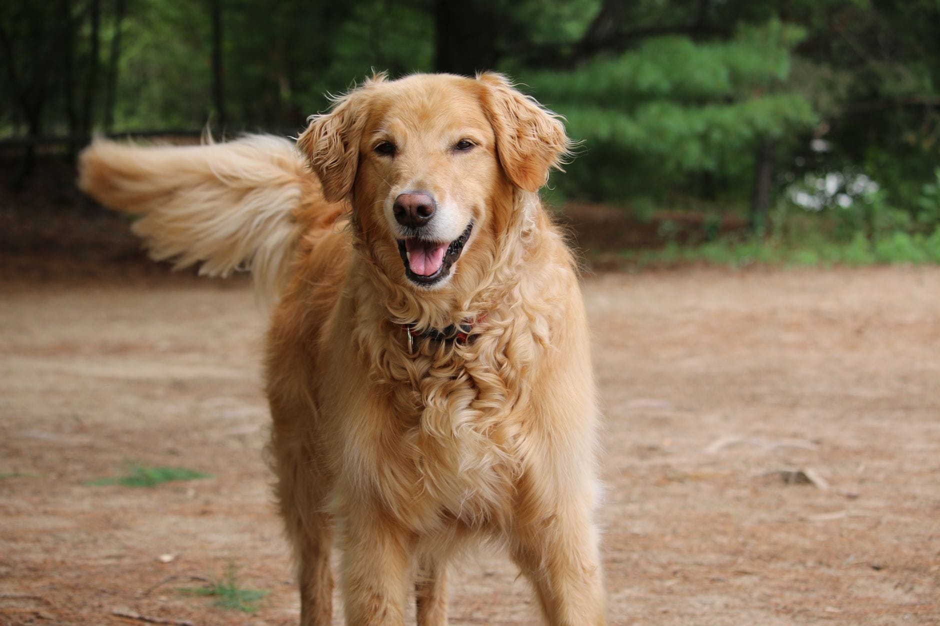 Radosny golden retriever z merdającym ogonem biegnie po lesie