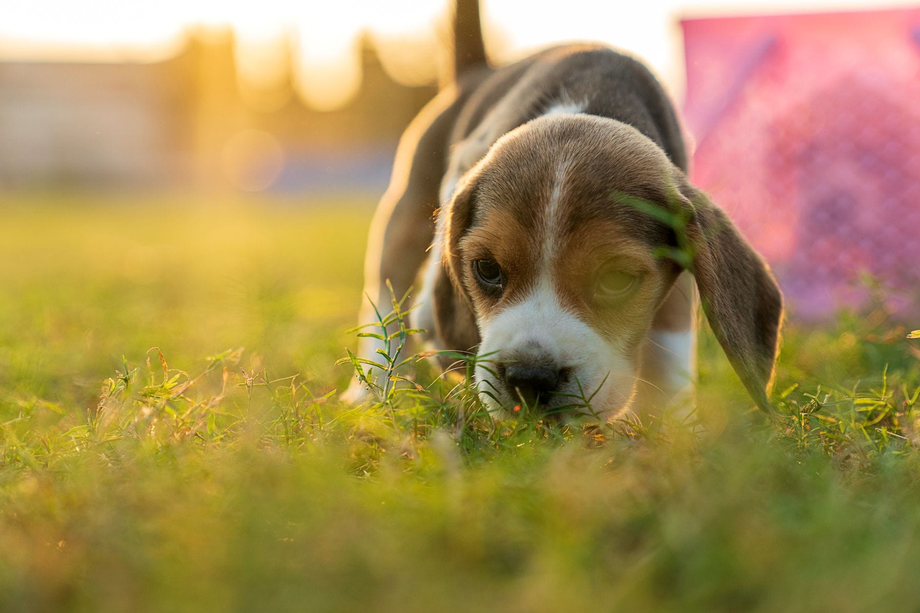 Szczeniak beagle biegnący po zielonej łące w słoneczny dzień