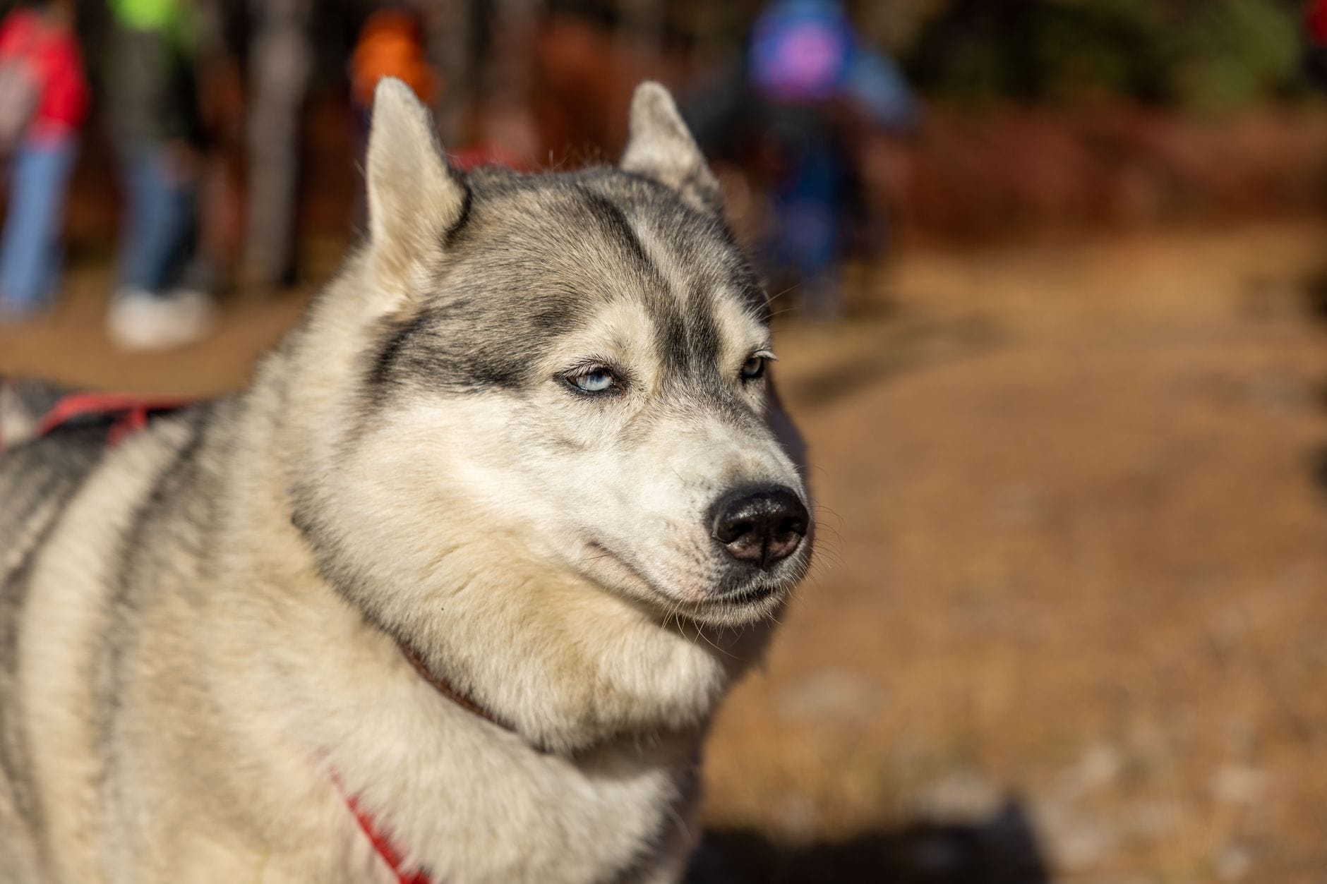 Błękitnooki husky patrzący w bok w naturalnym otoczeniu za dnia