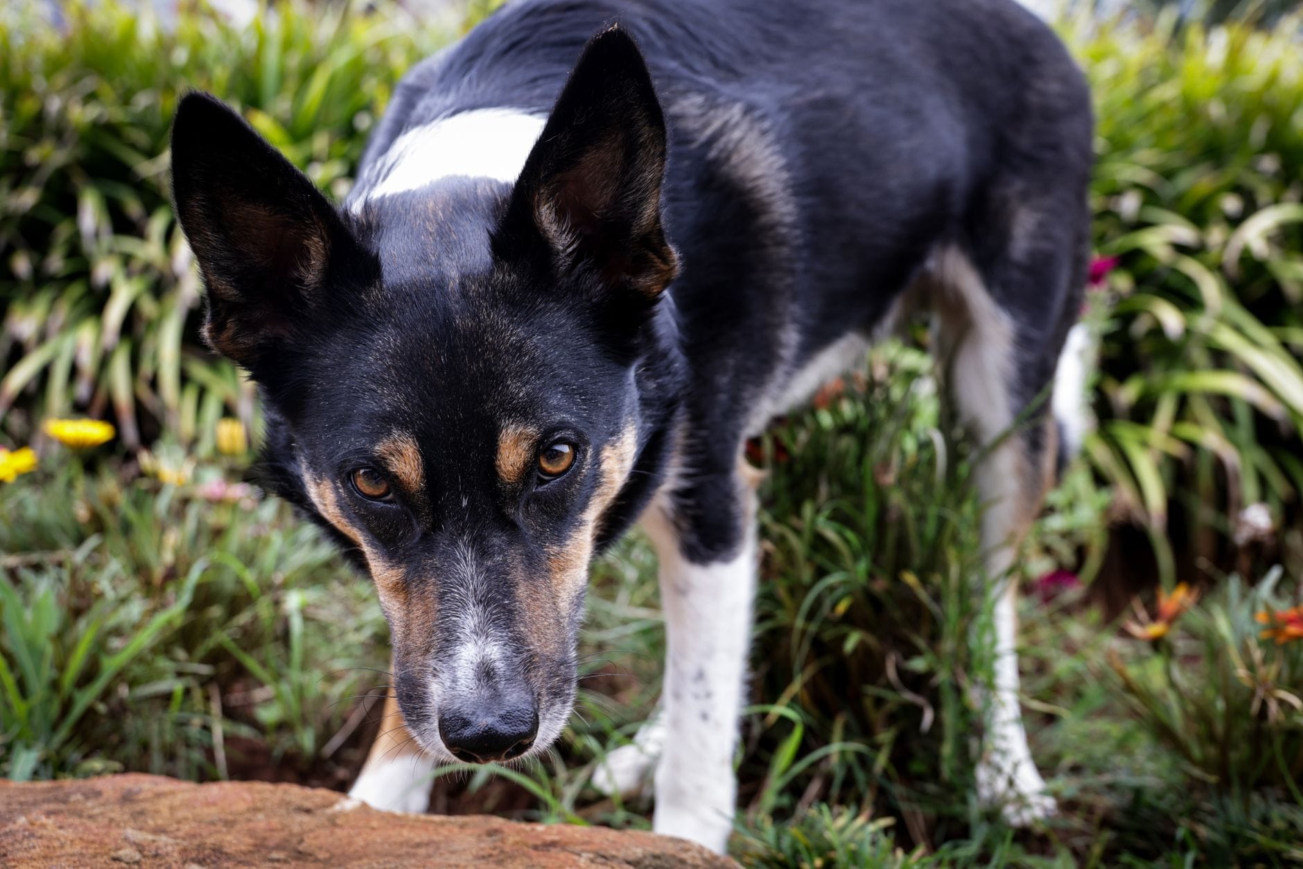Border collie węszy wśród roślin w ogrodzie