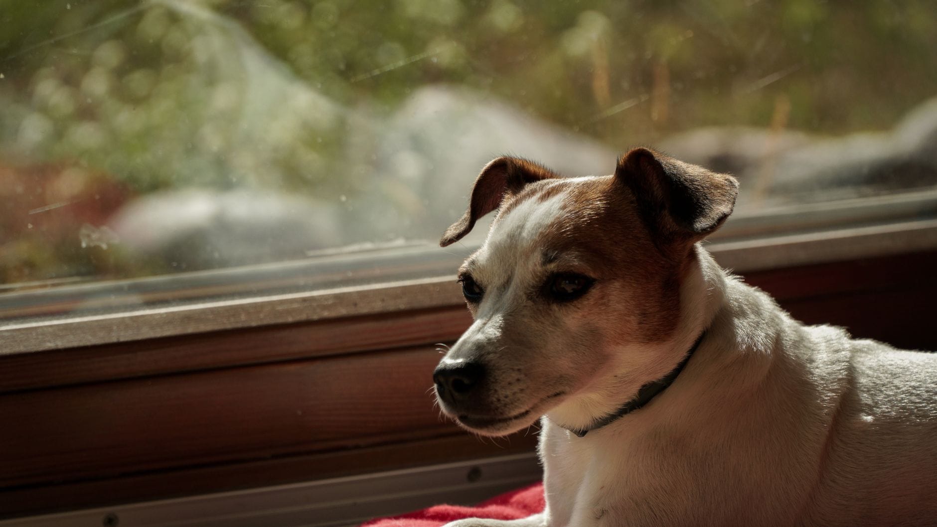 Jack Russell Terrier w słońcu przy oknie w upalnym mieszkaniu