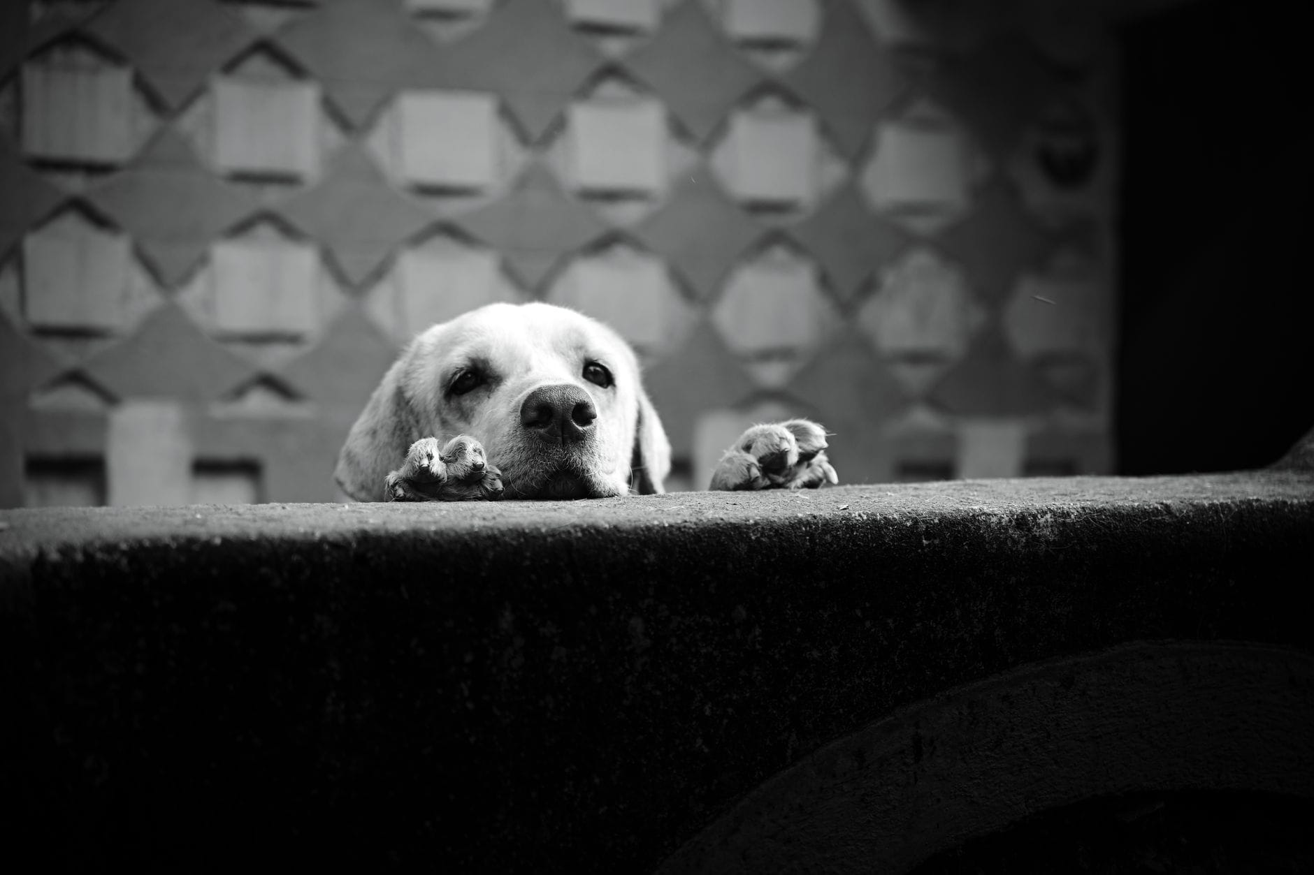 Labrador zaglądający zza muru w czarno-białym ujęciu Labrador zaglądający zza muru w czarno-białym ujęciu