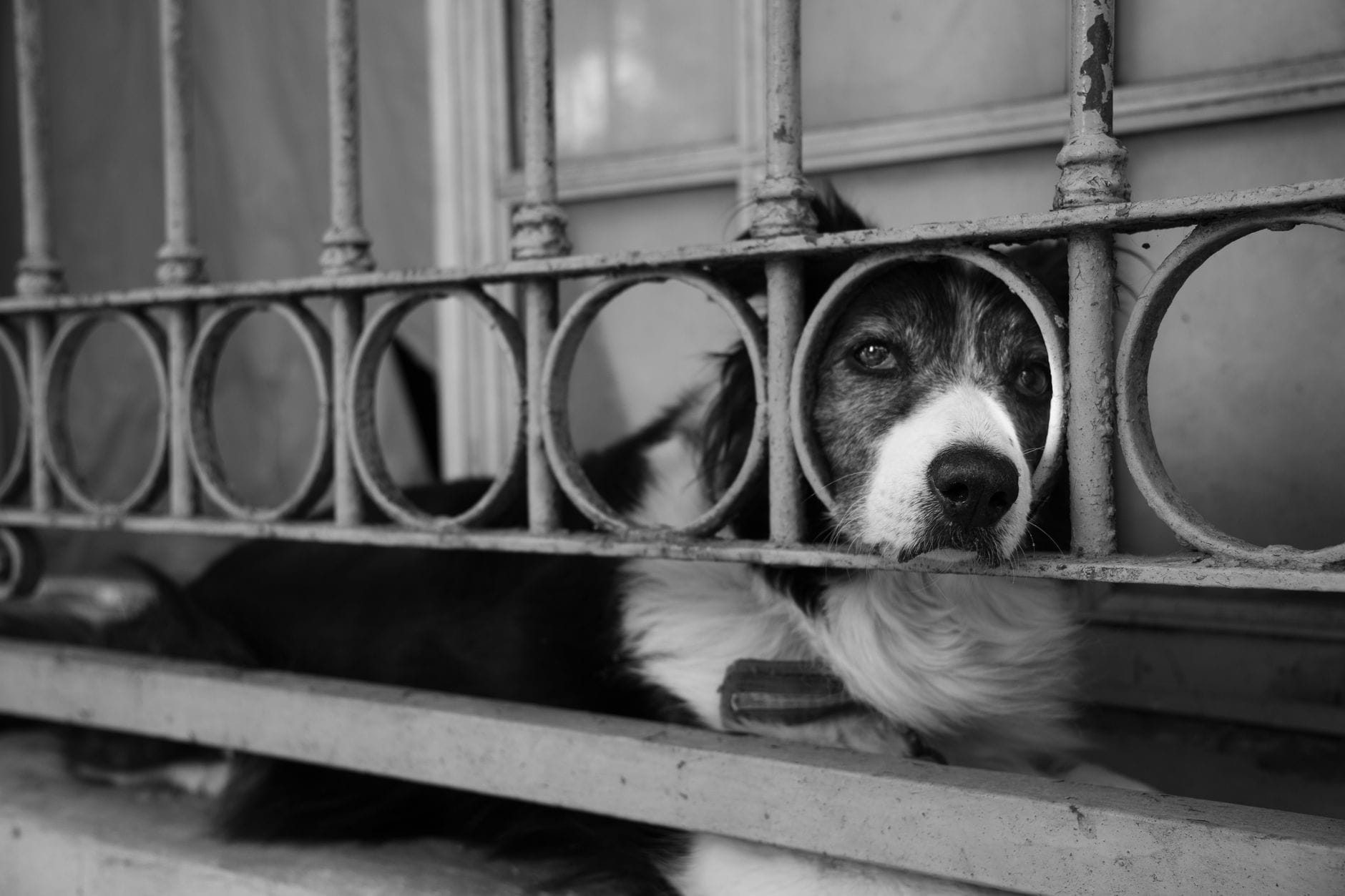 Pies o melancholijnym spojrzeniu patrzy przez metalowy płot