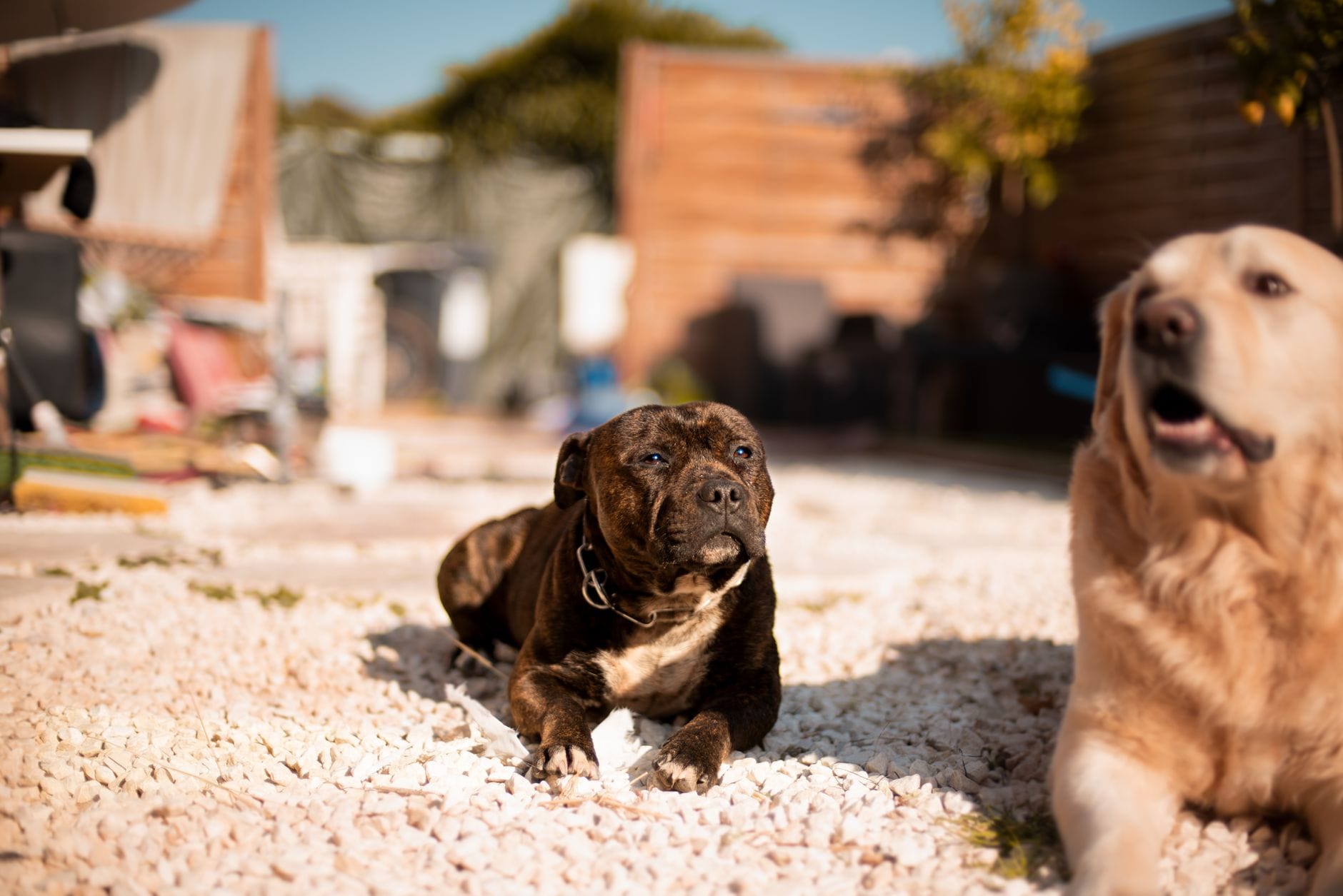 Staffordshire bull terrier i golden retriever odpoczywają w słońcu w ogrodzie Staffordshire bull terrier i golden retriever odpoczywają w słońcu w ogrodzie