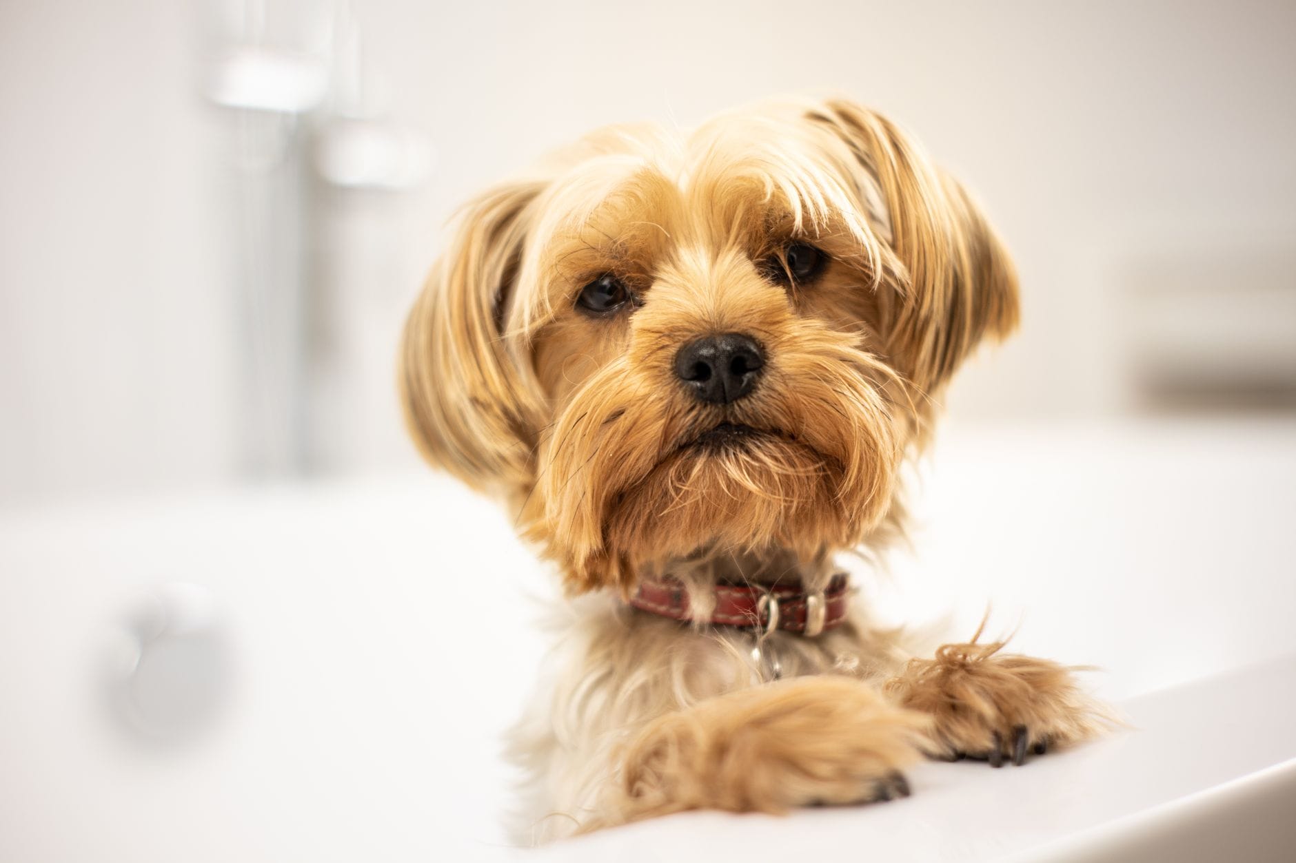Kąpiel psa zimą: jak uniknąć przeziębienia i przesuszenia skóry Szczeniak yorkshire terrier stoi w wannie podczas zimowej kąpieli