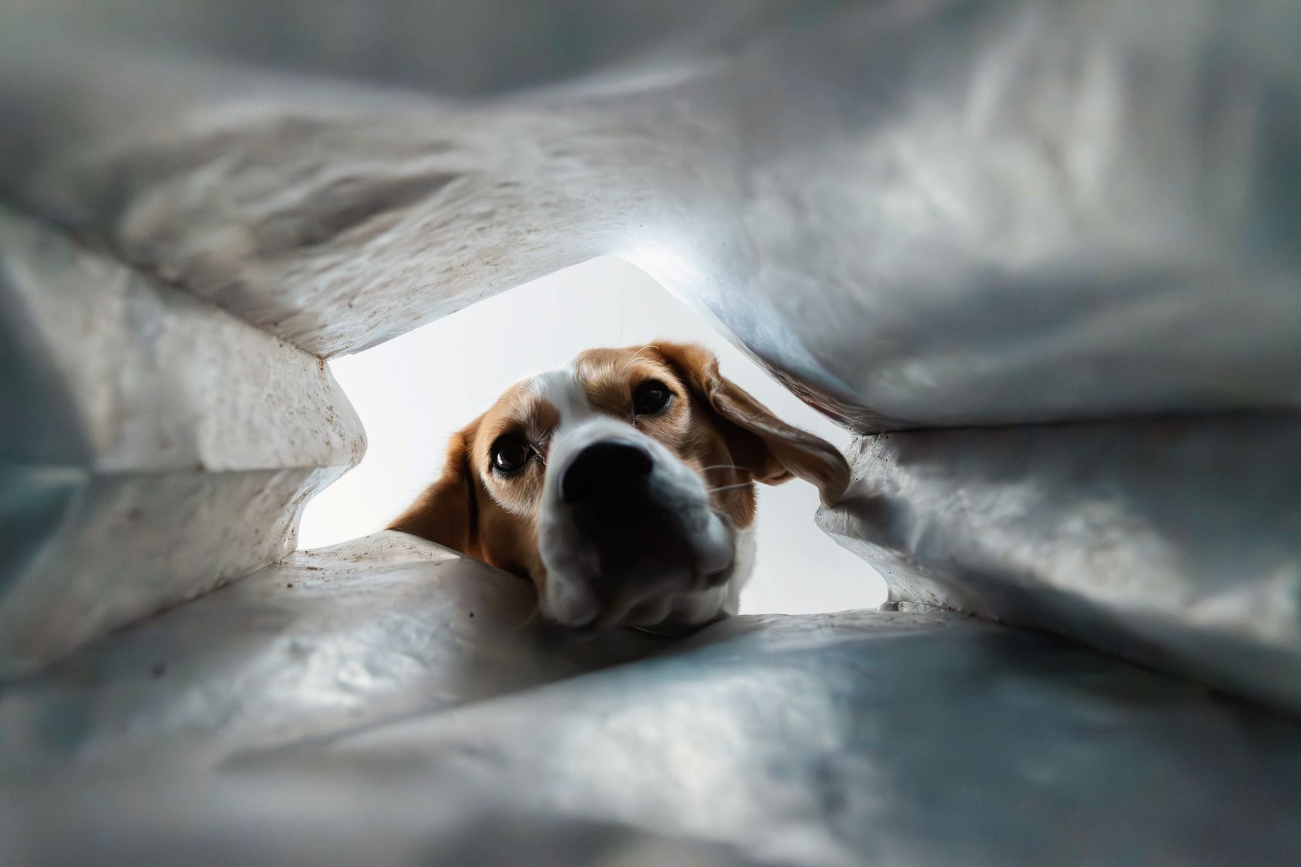Beagle zaglądający ciekawie do worka z perspektywy jego zawartości