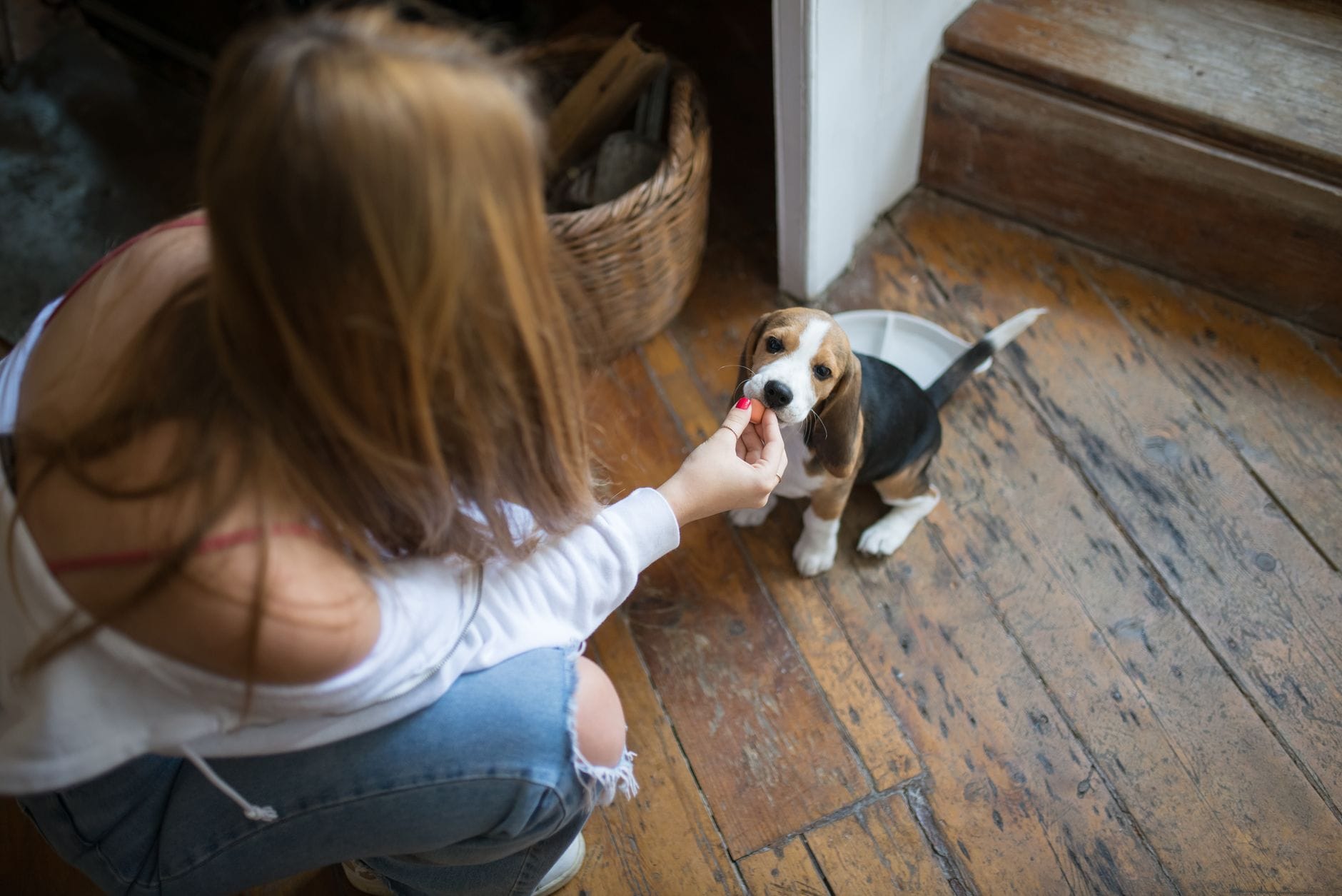 Kobieta karmi szczeniaka beagle w domu podczas spokojnego treningu Kobieta karmi szczeniaka beagle w domu podczas spokojnego treningu