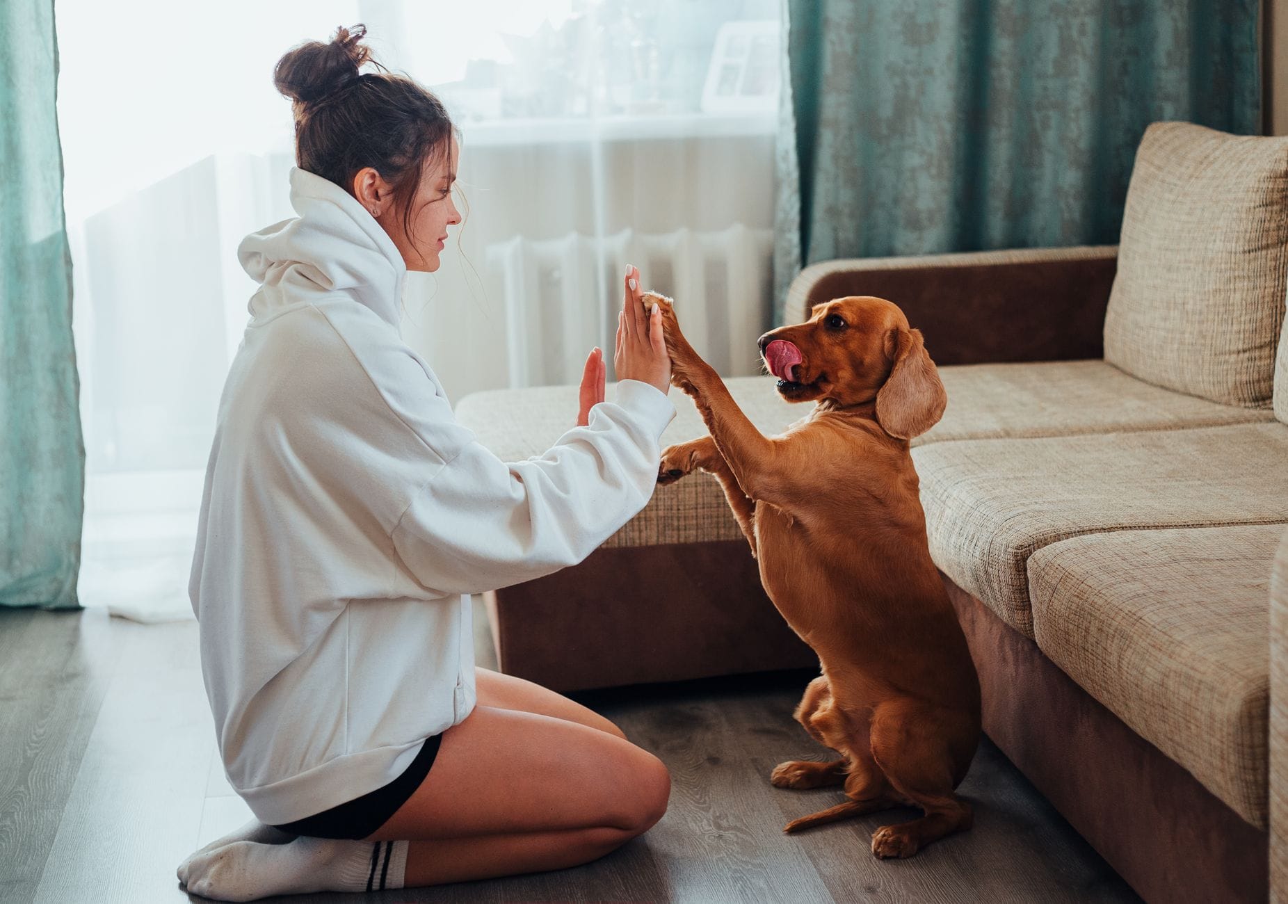Kobieta w bluzie bawi się z brązowym labradorem w salonie