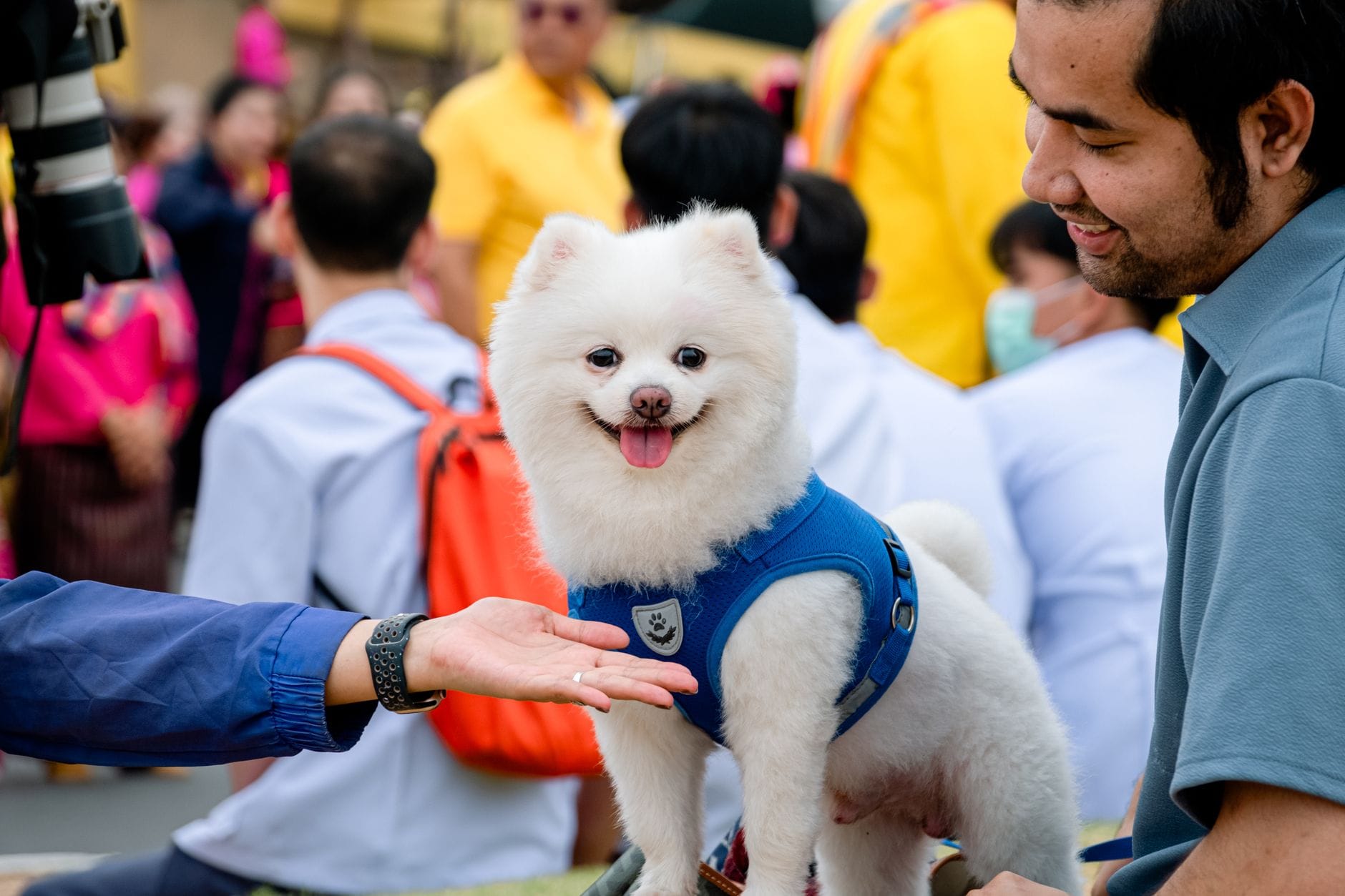Pomeranian w szelkach wita ludzi na gwarnym wydarzeniu plenerowym